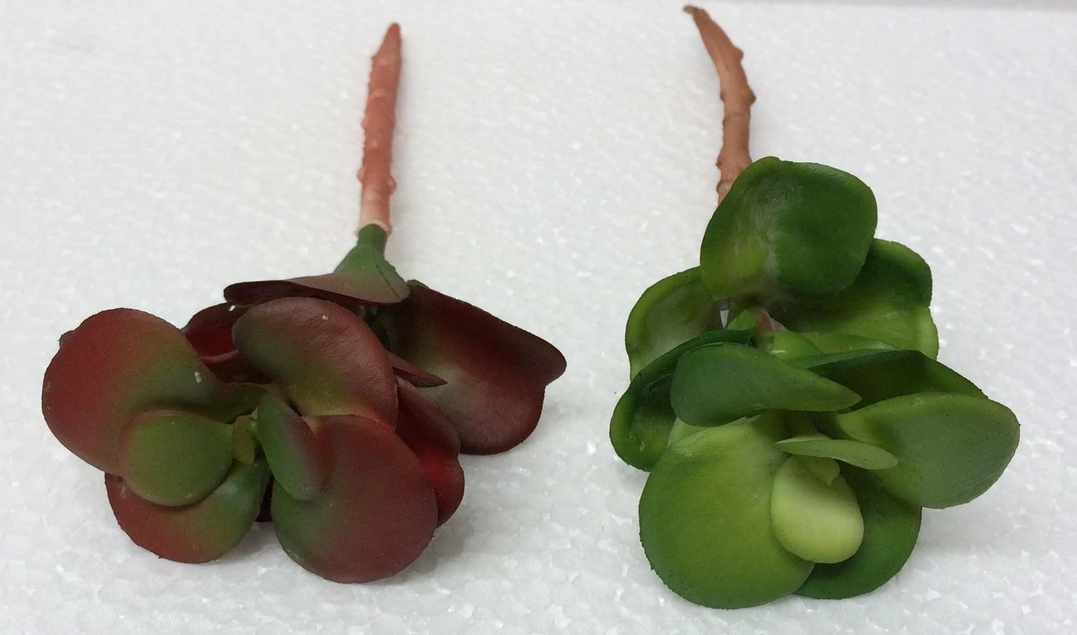 Rubber bonsai Euc Med